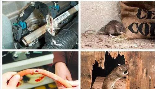 最新老鼠爆料视频,惊人内幕曝光!